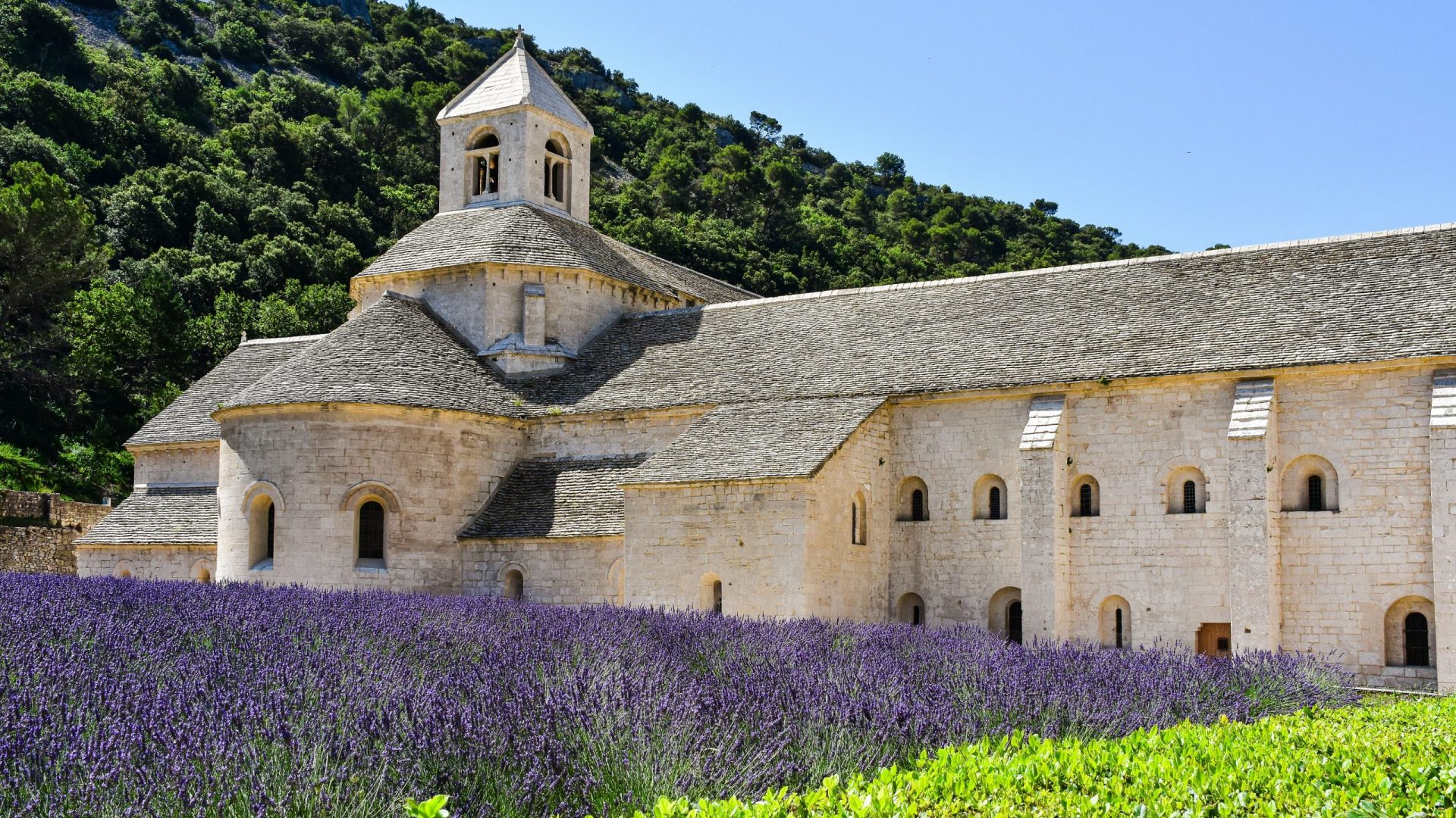 L'Abbaye de Sénanque et ses champs de lavande en Provence